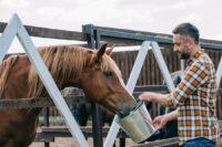 Best Magnesium Supplements for Your Horse [Bioavailability Comparison]