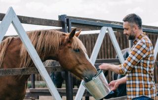Best Magnesium Supplement for Horses