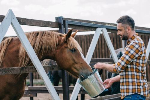 Best Magnesium Supplement for Horses