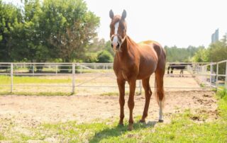 Dehydration in Horses