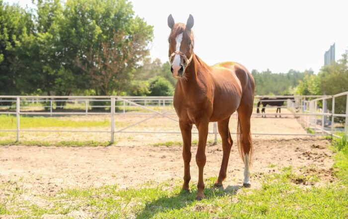 Dehydration in Horses