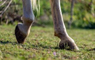 Hind Fetlock Lameness in Horses