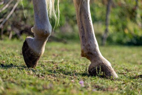 Hind Fetlock Lameness in Horses