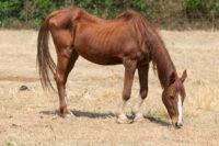 How to Feed an Emaciated Horse to Avoid Refeeding Syndrome