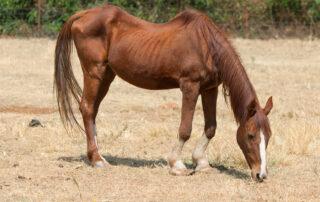 How to Feed a Skinny Horse
