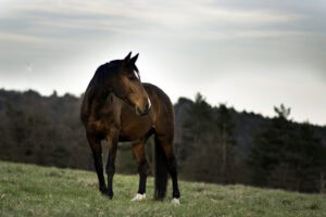 Roaring (Laryngeal Hemiplegia) in Horses: Causes, Treatment & Prognosis