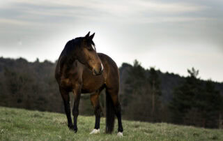 Roaring in Horses (Laryngeal Hemiplegia)