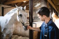 Strangles Disease in Horses: Symptoms, Treatment & How to Prevent