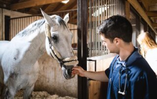 Strangles Disease in Horses