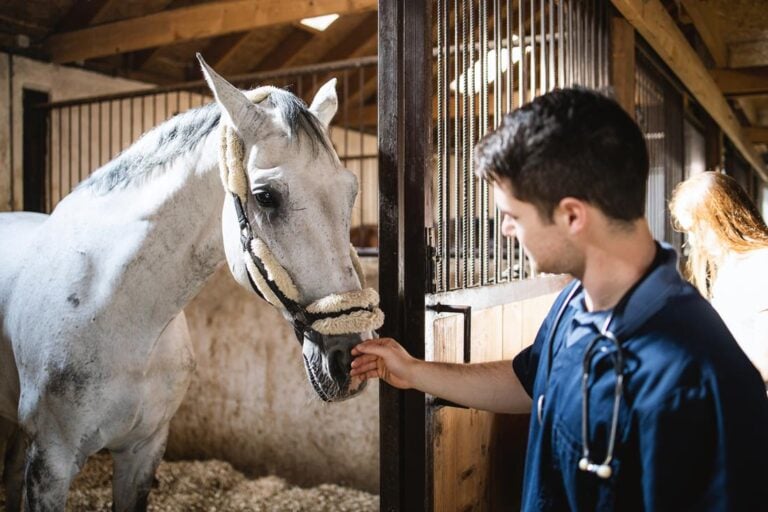 Strangles Disease in Horses