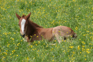 6 Developmental Orthopedic Diseases in Horses – [Causes, Signs & Treatment]