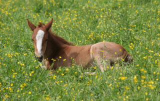 Developmental Orthopedic Disorders in Horses
