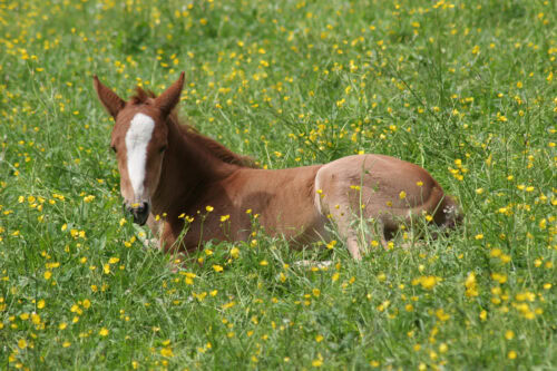 Developmental Orthopedic Disorders in Horses