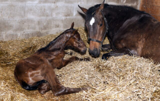 Dummy Foal Syndrome