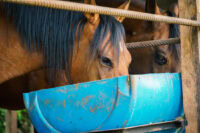 Best Fat Supplements & Oils for Horses – [How & Why to Feed]