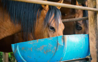Fat Supplements for Horses