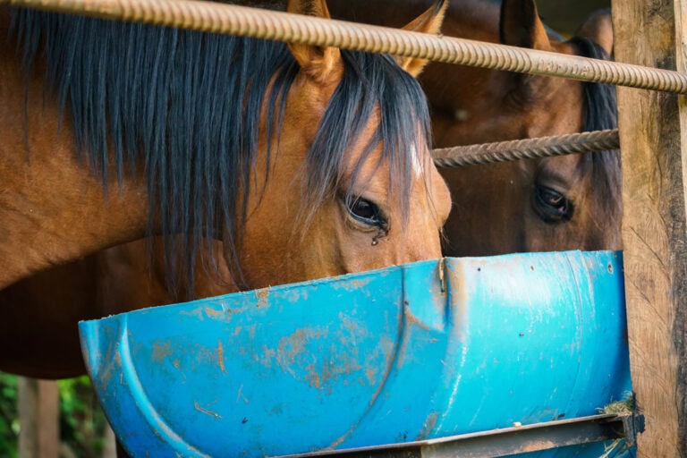 Fat Supplements for Horses