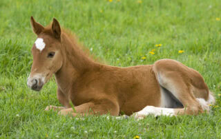 Foal Heat Diarrhea