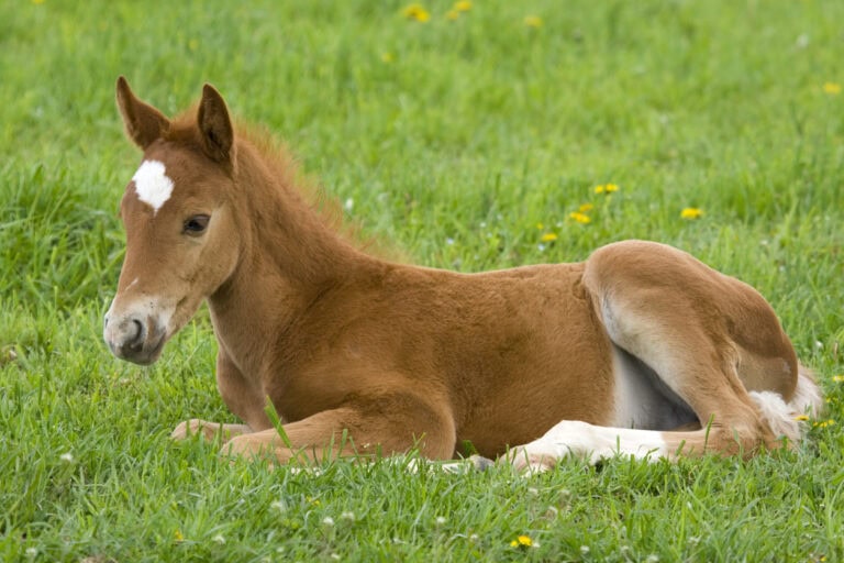 Foal Heat Diarrhea