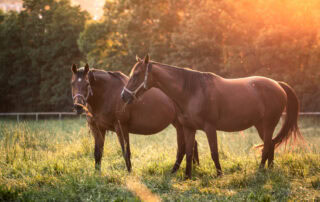 How to Feed Pregnant Mare