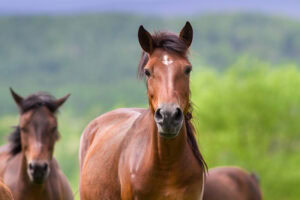 Sinusitis in Horses: Symptoms, Diagnosis, & Treatment