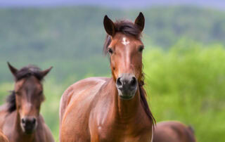 Sinusitis in Horses
