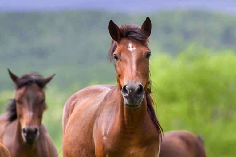 Sinusitis in Horses