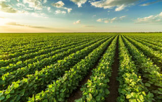 Soybeans in Horse Feed