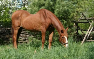 Swayback in Horses