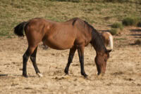 Common Causes of Weight Loss in Horses – [Top 10 Reasons]