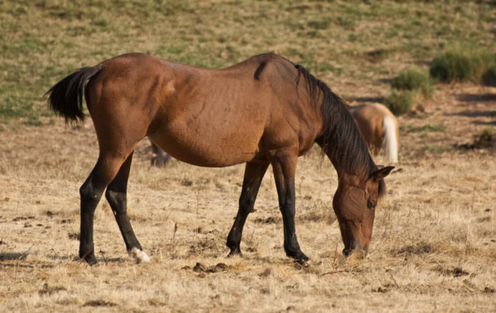 Reasons for weight loss in horses