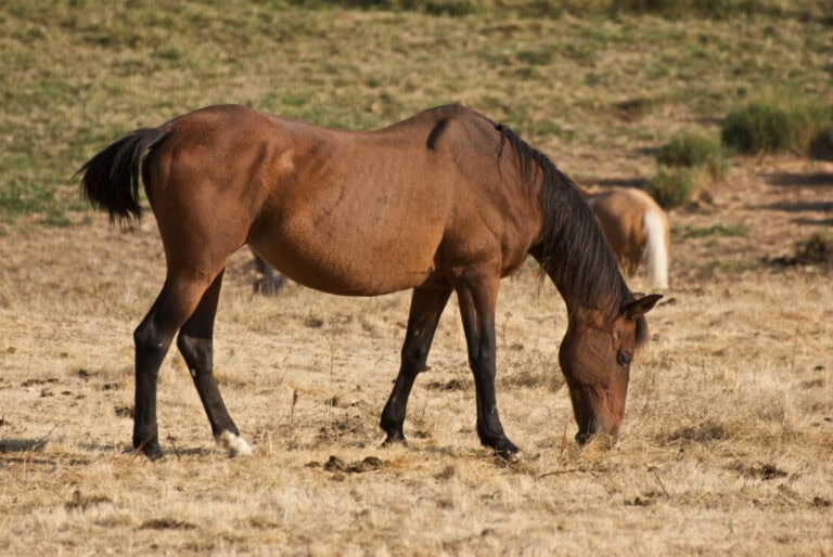 Reasons for weight loss in horses