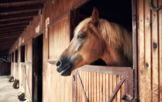 Equine Infectious Anemia