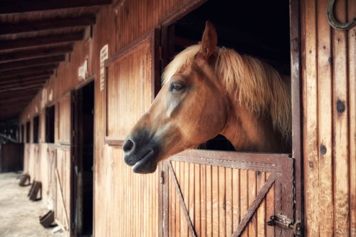 Equine Infectious Anemia