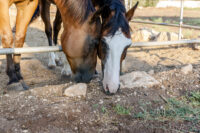 Why is My Horse Eating Soil? – [Geophagia Causes & Prevention]