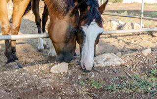 How to Stop Horse Eating Soil
