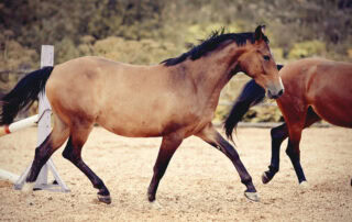 Mineral Testing in Horse Hair