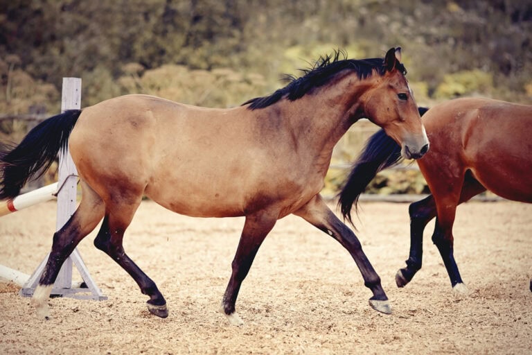 Mineral Testing in Horse Hair