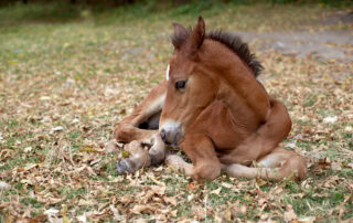 White Muscle Disease in Horses