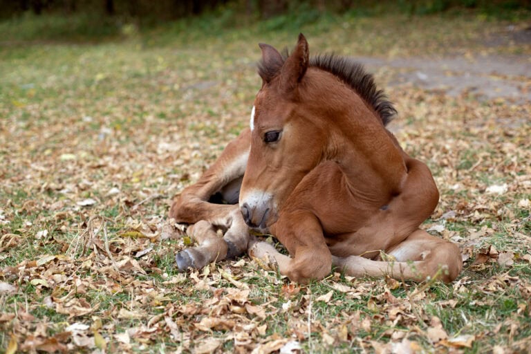 White Muscle Disease in Horses