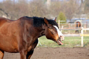 Windsucking in Horses: Causes, Effects & How to Stop