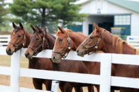 How to Choose the Best Mineral Supplement for Your Horse – [Buyer’s Guide]