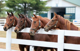 Best Mineral Supplement for Your Horse