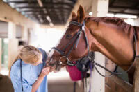 20+ Common Dental Issues in Horses – [Signs of Problems & Treatment]