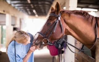 Common Dental Issues in Horses