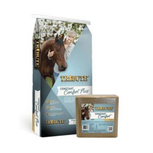 Constant Comfort Plus (Tribute)