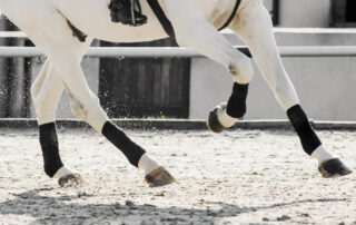 Glucosamine & Chondroitin Supplements for Horse