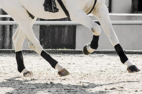 Glucosamine & Chondroitin Supplements for Horse