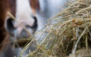 Hay Dunking in Horses