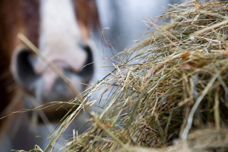 Hay Dunking in Horses
